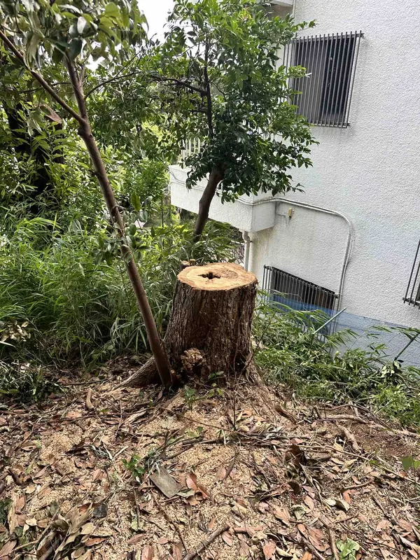 伐採・枝下ろし作業の様子